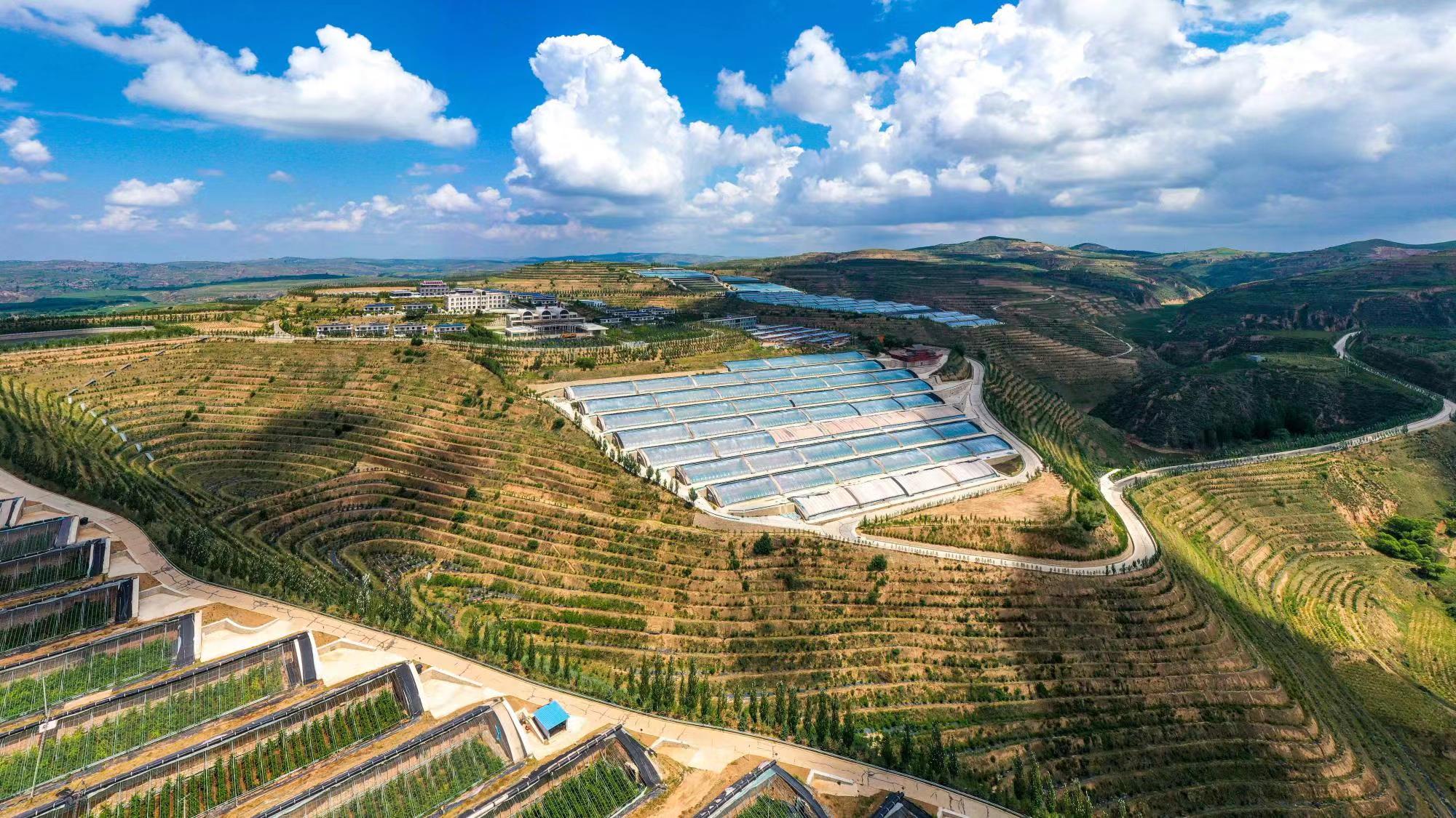榆嶺窊村豐禾農(nóng)場的果蔬大棚。