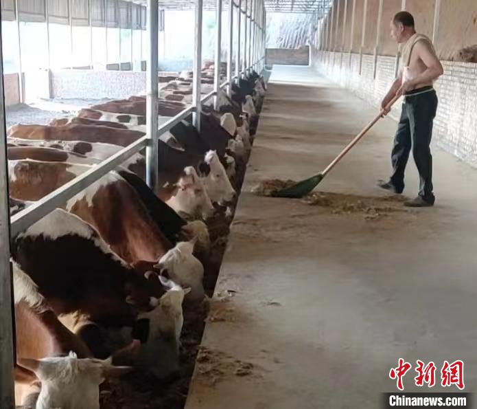 馬騰飛預(yù)計(jì)，2025年合作社擁有肉牛數(shù)量將達(dá)到1000余頭?！●R騰飛 攝