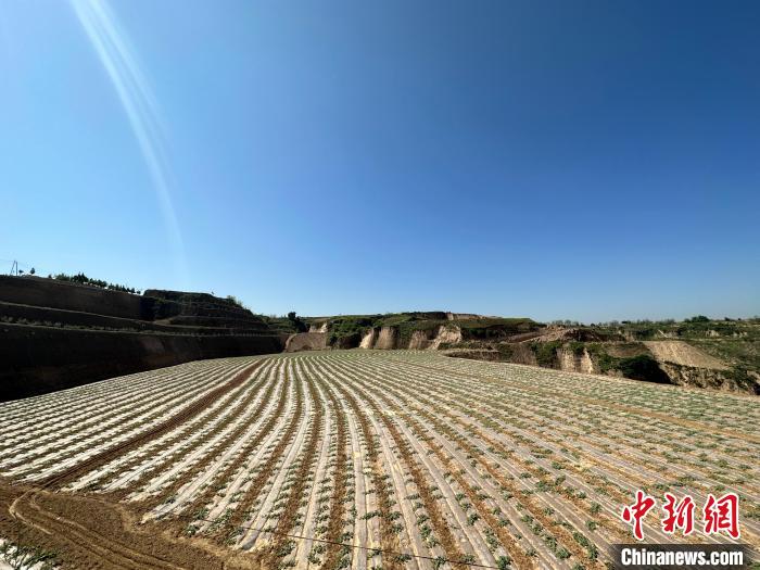 石西素有“西瓜之鄉(xiāng)”之美譽(yù)，這里土壤肥沃、晝夜溫差大，孕育出的西瓜脆爽、汁多、超甜。　劉小紅 攝
