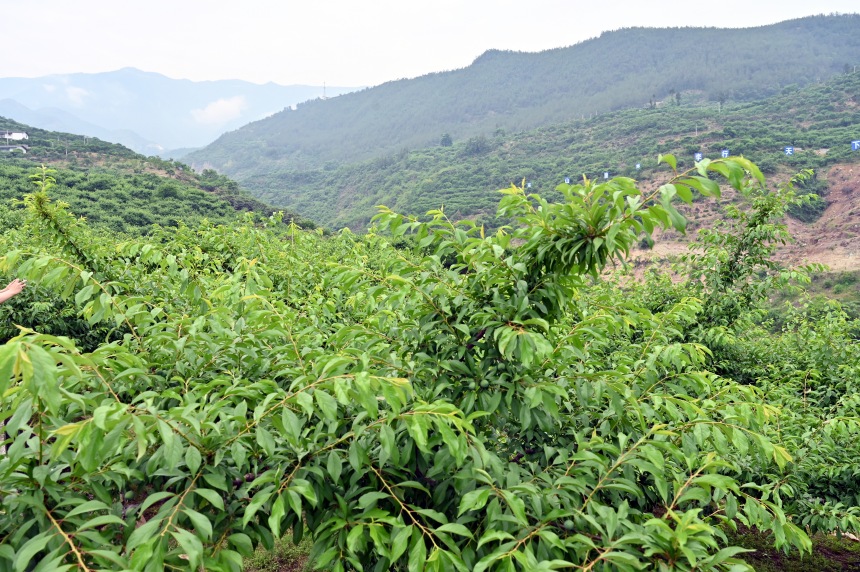 柑園村漫山遍野的脆李樹。鄒樂攝