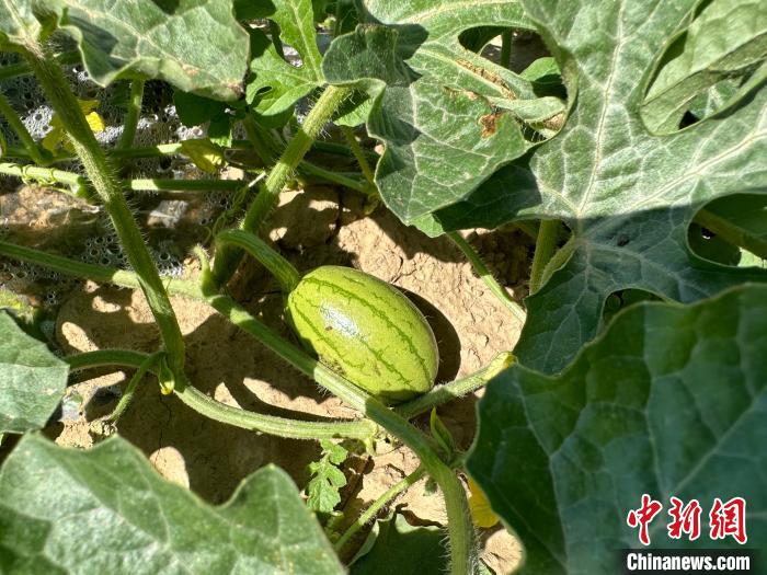 14日，記者在合作社的百畝西瓜地里，看著一個(gè)個(gè)如雞蛋般大小的西瓜，正“享受”著太陽的炙烤?！⑿〖t 攝