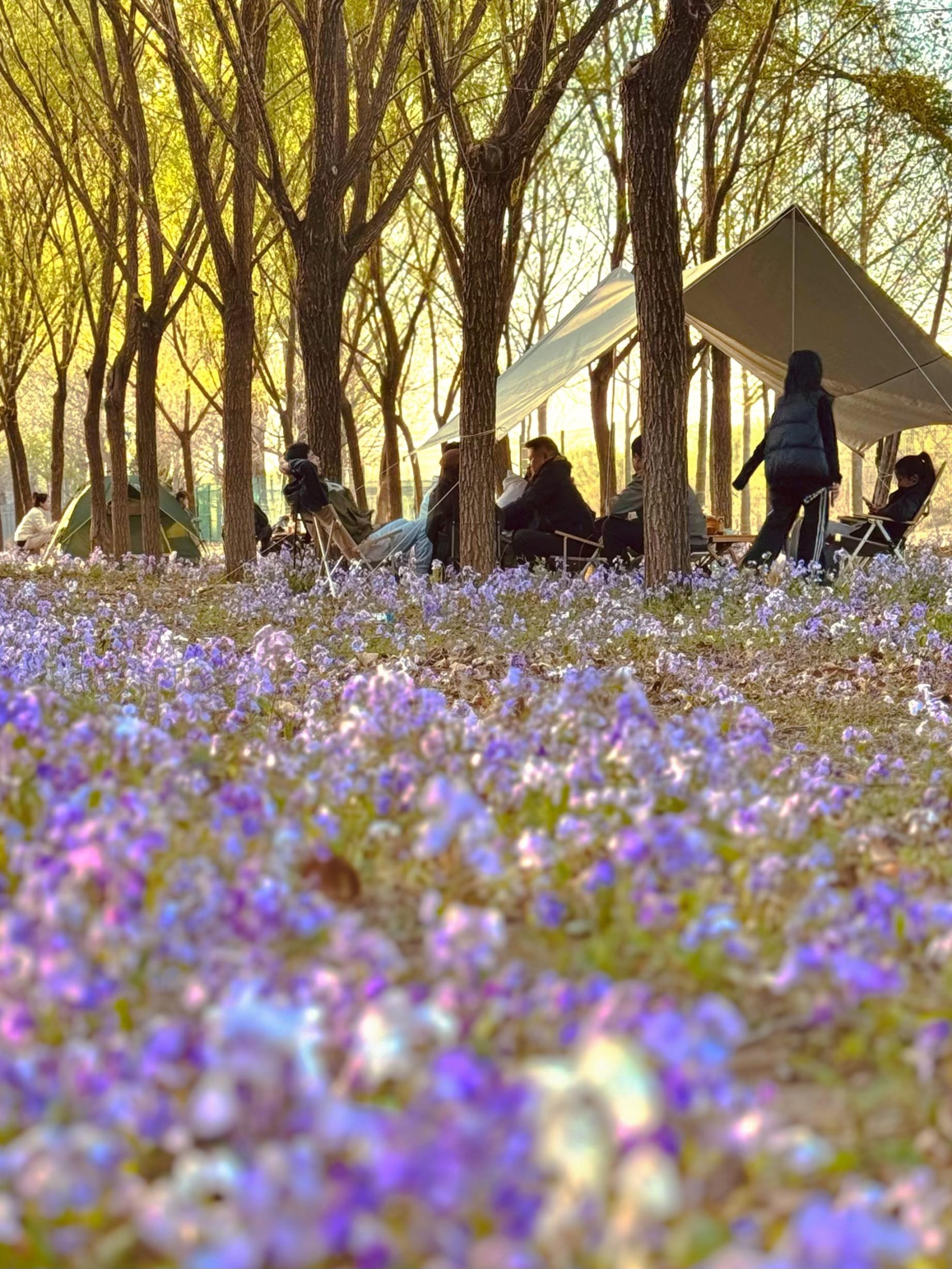清明假期期間,范女士一家在北京溫榆河邊露營。受訪者供圖