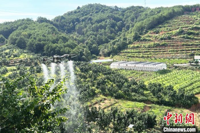 圖為江西上饒市廣豐區(qū)西壇果園正進(jìn)行無人機(jī)植保作業(yè)?！≈飕?攝
