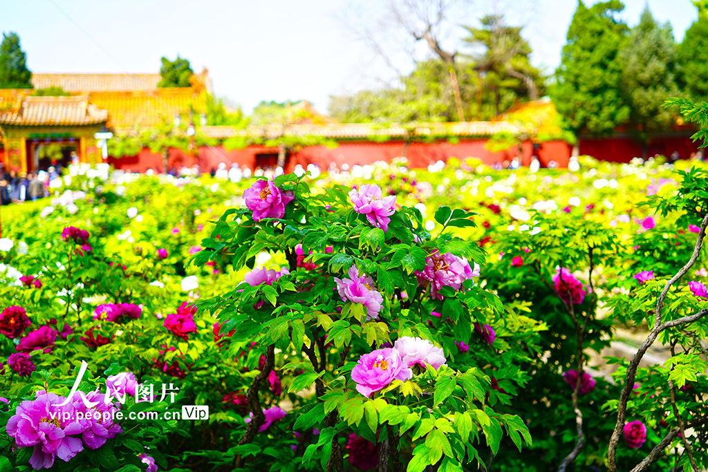 北京：景山公園牡丹進入最佳觀賞期