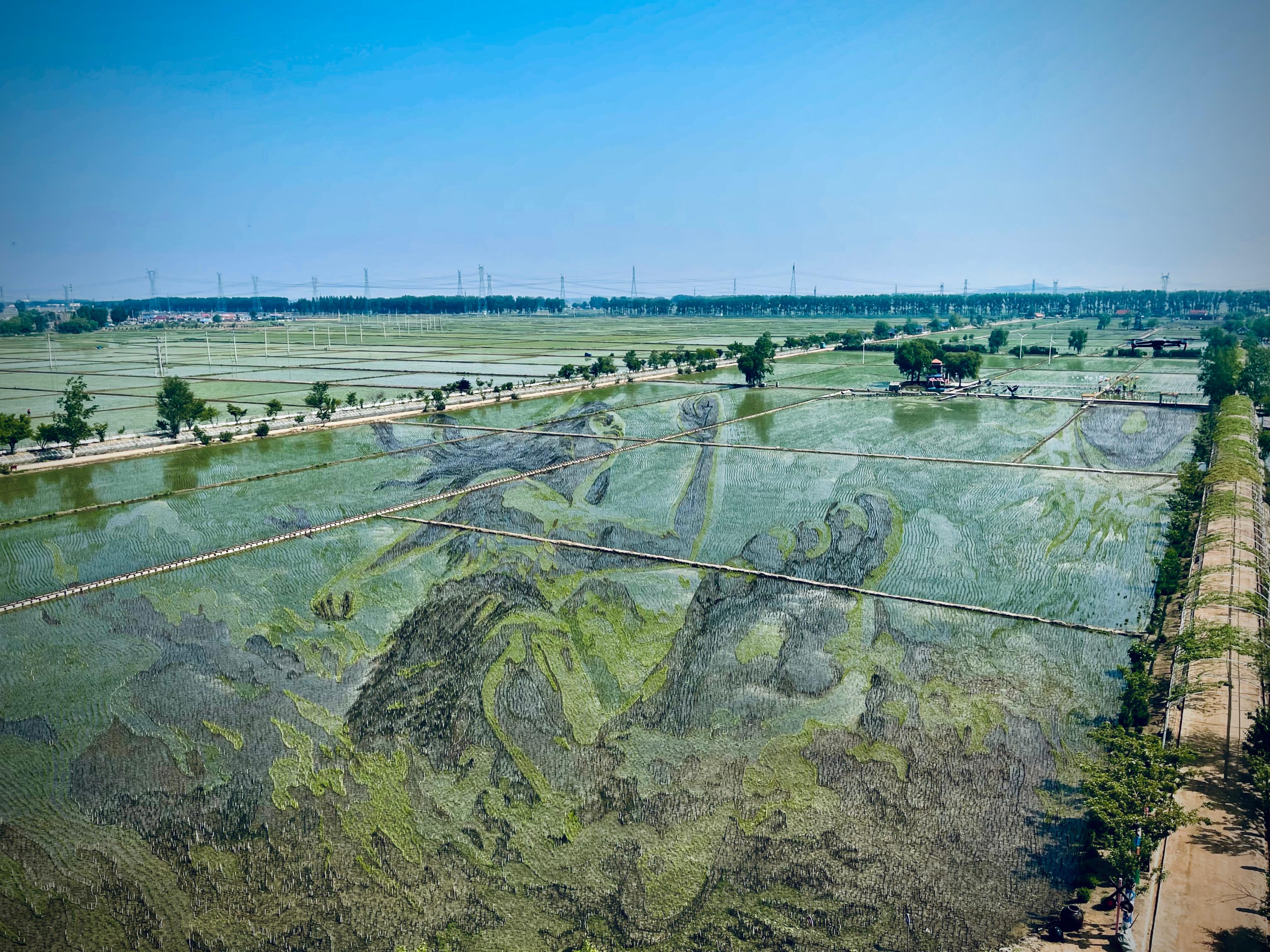 “歷史典故-夸父逐日”稻田畫。人民網(wǎng)記者 任妍攝