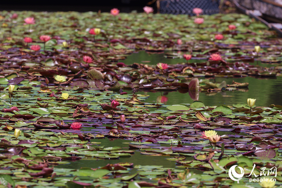 藏在繁花深處的3朵雙色睡蓮。人民網(wǎng)記者 陳博攝
