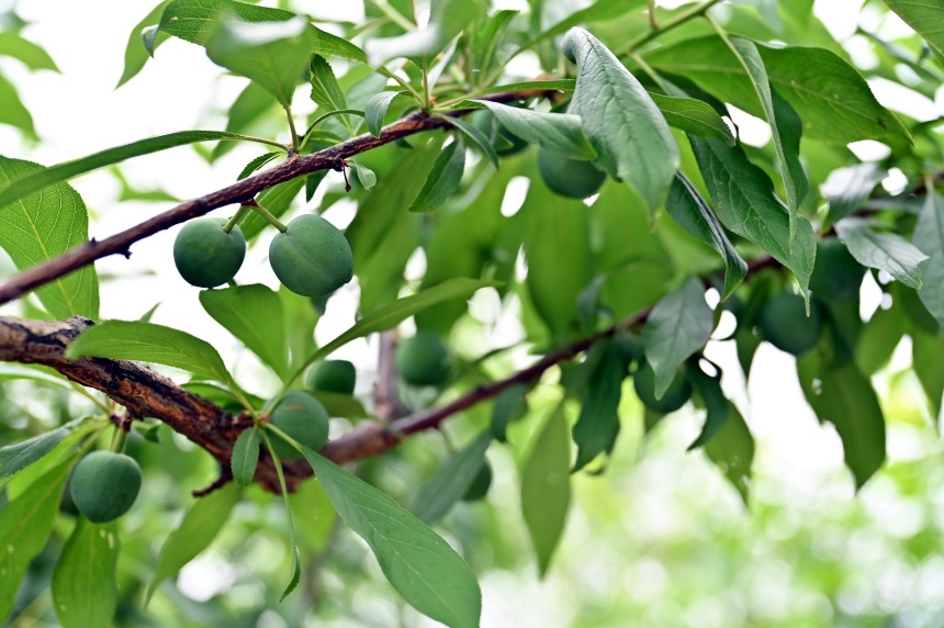 巫山縣曲尺鄉(xiāng)柑園村的脆李樹掛滿青果。鄒樂攝