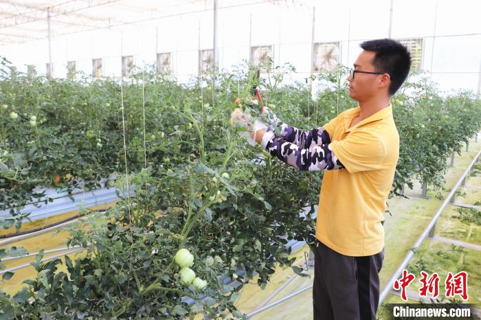 圖為在紅谷灘區(qū)元宇宙·VR數(shù)字農(nóng)業(yè)示范基地七彩番茄培育車間內(nèi)，農(nóng)業(yè)技術(shù)員正在對(duì)番茄植株進(jìn)行修剪?！⌒苠\陽 攝