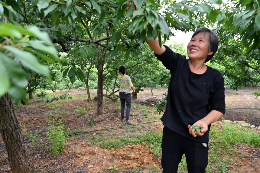 村民們搶抓農(nóng)時，忙著為脆李樹疏果。鄒樂攝