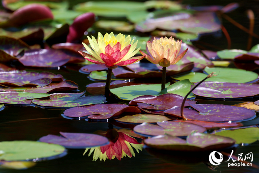 雙色睡蓮與翠綠的蓮葉、清澈的池水相映成畫。人民網(wǎng)記者 陳博攝