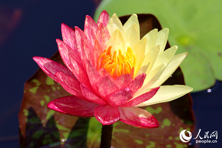 廈門海灣公園中，雙色睡蓮嬌艷欲滴。人民網(wǎng)記者 陳博攝