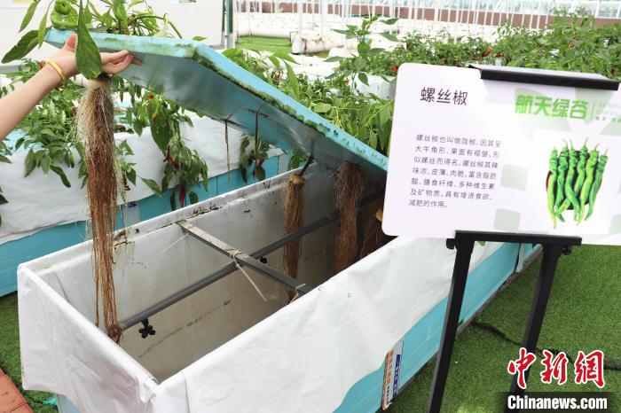 圖為在南昌市紅谷灘區(qū)元宇宙·VR數(shù)字農(nóng)業(yè)示范基地氣霧培養(yǎng)車間里，螺絲椒長(zhǎng)勢(shì)良好。　熊錦陽 攝