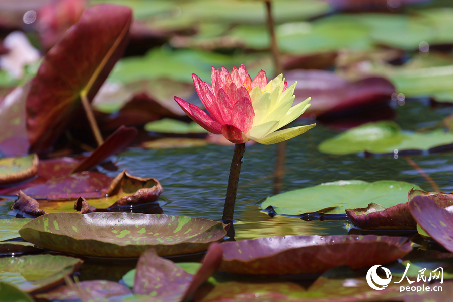 亭亭玉立于水中央的雙色睡蓮。人民網(wǎng)記者 陳博攝