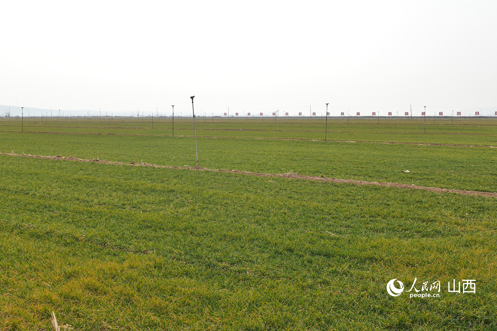 山西省運城市芮城縣返青的冬小麥。人民網(wǎng)記者 焦搏文攝