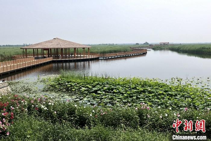 從完成頂層設(shè)計(jì)到如火如荼大規(guī)模建設(shè)，六年來，雄安新區(qū)如春天的竹子一般拔節(jié)生長，這座承載千年大計(jì)的“未來之城”已雄姿初顯。從“一張白紙”開始著墨，如今的雄安新區(qū)已是濃墨重彩的“山水畫”。<a target='_blank' href='/'>中新社</a>記者近日走訪了雄安新區(qū)多地，從“藍(lán)綠金”三色感受這座“未來之城”的巨大變化。圖為7月20日，河北白洋淀上荷花滿淀、蘆花搖曳。 <a target='_blank' href='/'>中新社</a>記者 易海菲 攝