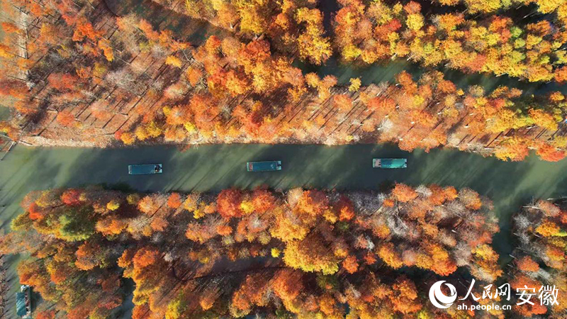 寧國落羽紅杉林。人民網(wǎng) 郭昊攝