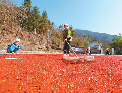 貴州省黔東南苗族侗族自治州榕江縣依托豐富的森林資源，大力發(fā)展林下草珊瑚中藥材種植等林下經(jīng)濟(jì)，實(shí)現(xiàn)農(nóng)民增收、林業(yè)增效。圖為榕江縣興華水族鄉(xiāng)星月村草珊瑚種植基地內(nèi)，村民在采收、晾曬草珊瑚果。 周光勝攝（人民視覺(jué)）